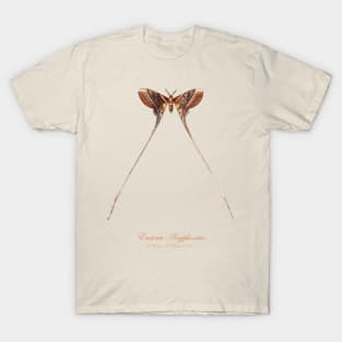 Moth - Eustera Argiphontes, Eudaemonia Argiphontes T-Shirt